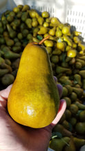 Load image into Gallery viewer, Bosc Pears