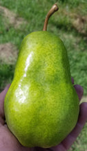 Load image into Gallery viewer, Bartlett Pears