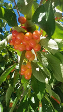 Load image into Gallery viewer, Rainier Cherries-Sold Out