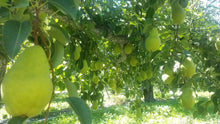 Load image into Gallery viewer, Bartlett Pears