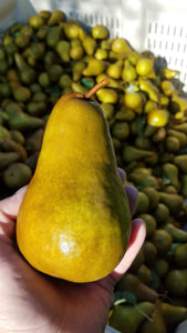 Bosc Pears