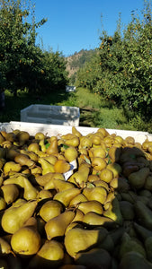 Bosc Pears