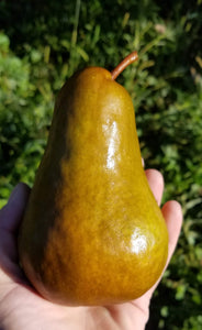 Bosc Pears