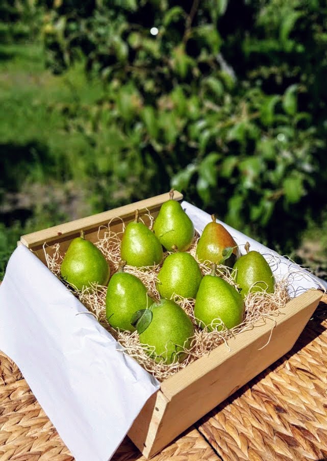 D'Anjou Pears