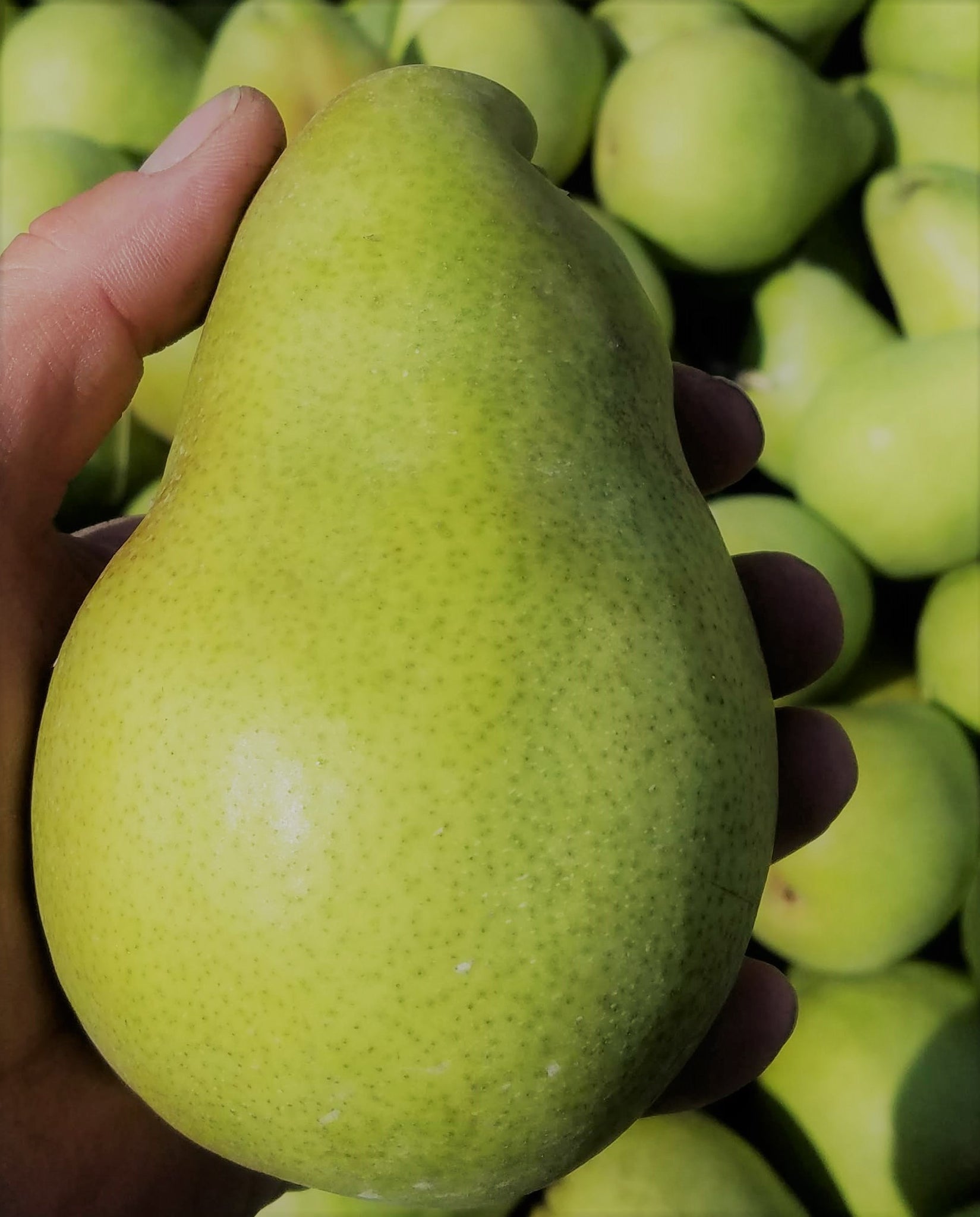 Organic Red Anjou Pears – Beecher Hill Farms