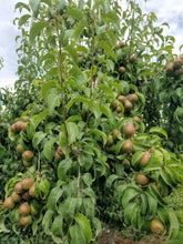 Load image into Gallery viewer, D&#39;Anjou Pears
