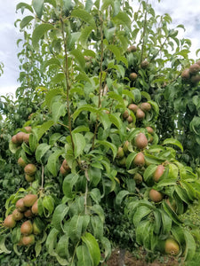 D'Anjou Pears