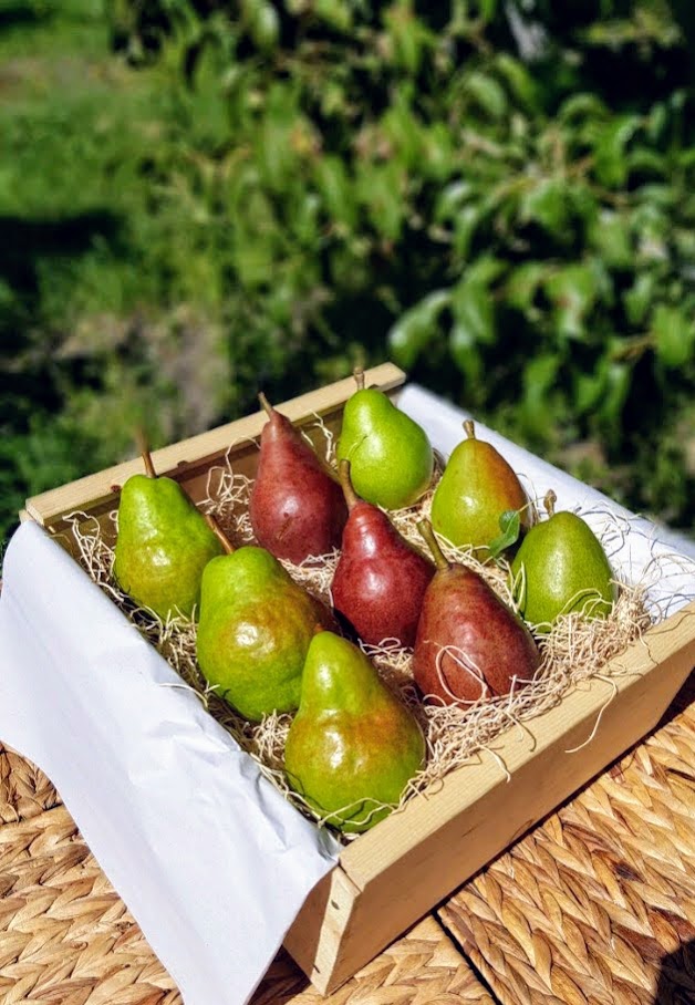 Pear Variety Box