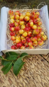 Rainier Cherries-Sold Out