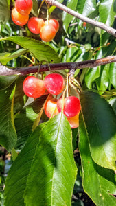 Rainier Cherries-Sold Out