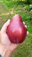 Load image into Gallery viewer, Starkrimson Pears
