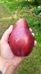 Starkrimson Pears