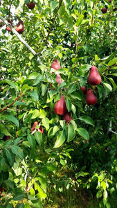 Starkrimson Pears