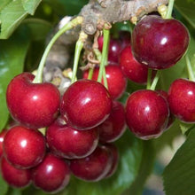 Load image into Gallery viewer, Sweetheart Cherries
