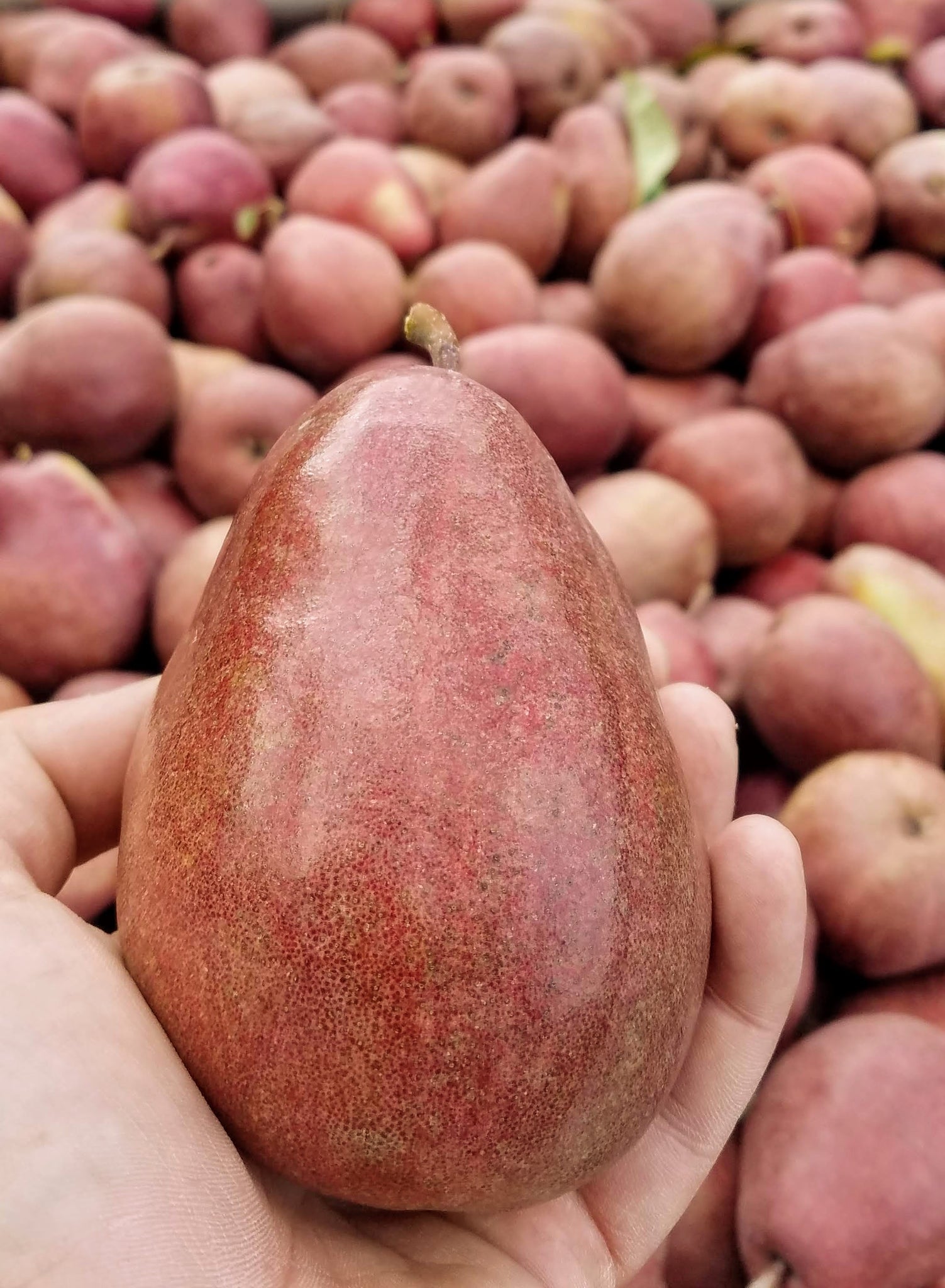 Fresh Organic Anjou Pears, 2 lb Bag 