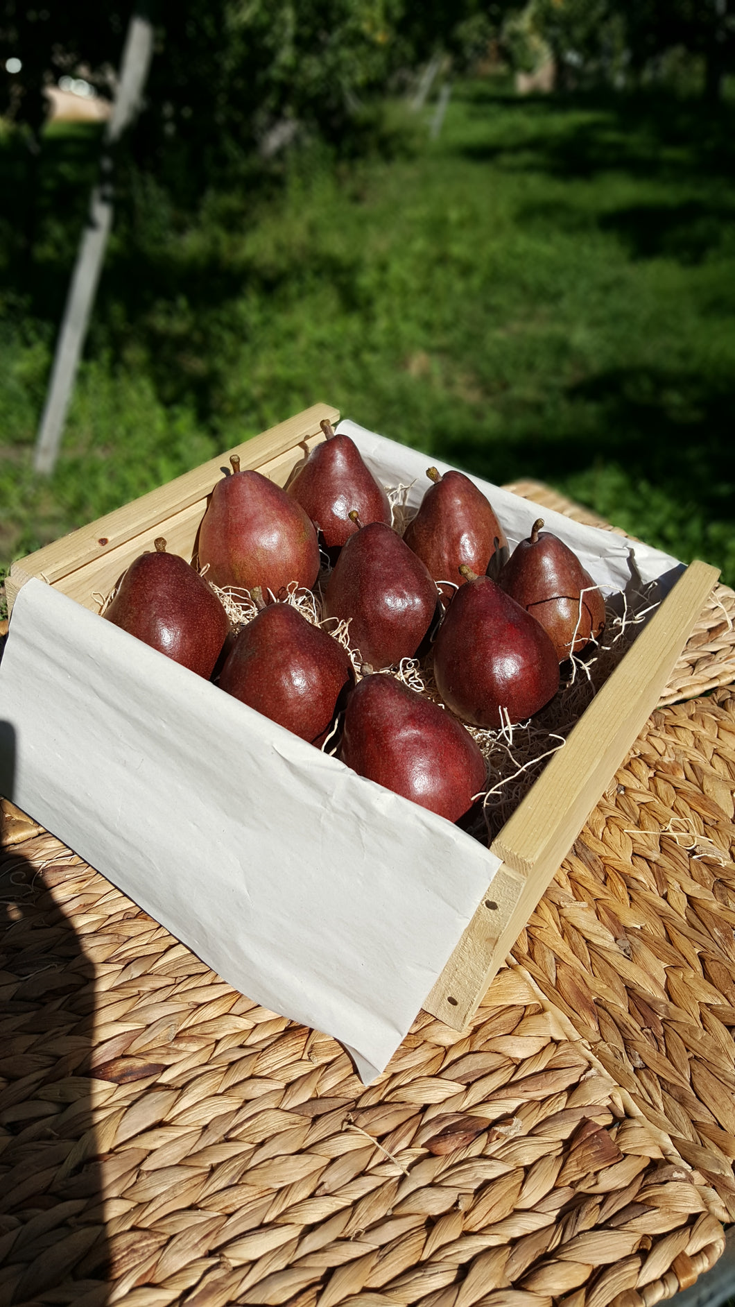 Organic Red Anjou Pears