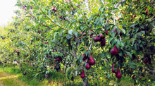 Load image into Gallery viewer, Organic Red Anjou Pears
