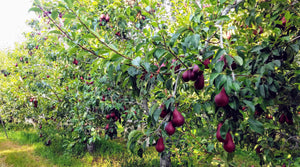 Organic Red Anjou Pears